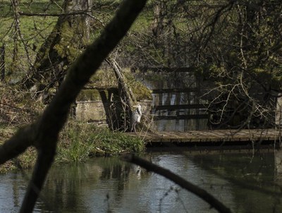 The river and its wildlife would be put under further pressure from run off from roads heron.jpg