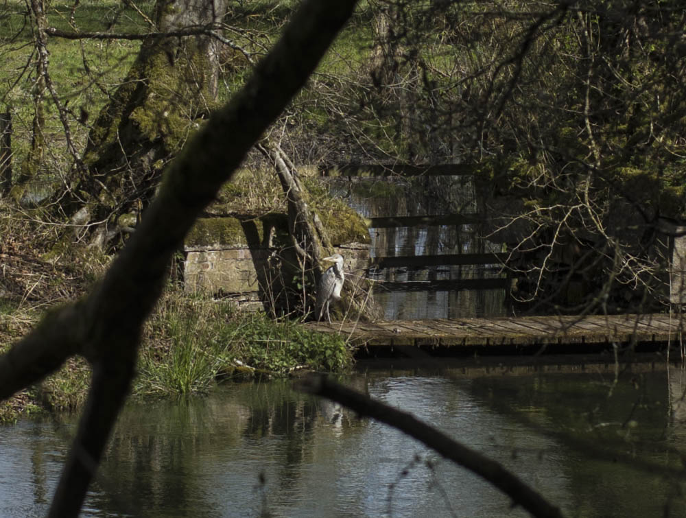heron.jpg